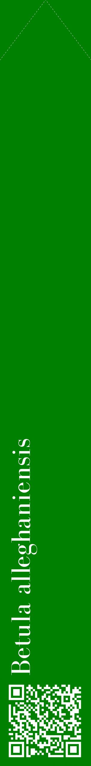 Étiquette de : Betula alleghaniensis - format c - style blanche9_simplebod avec qrcode et comestibilité