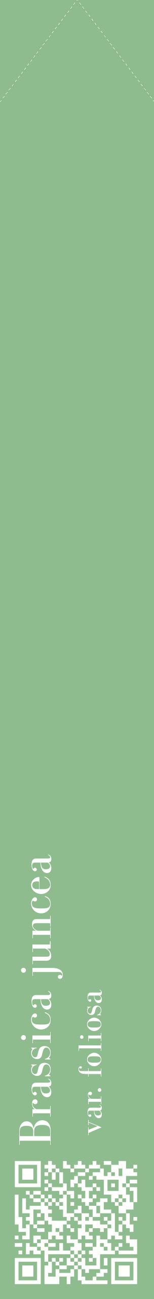 Étiquette de : Brassica juncea var. foliosa - format c - style blanche13_simplebod avec qrcode et comestibilité