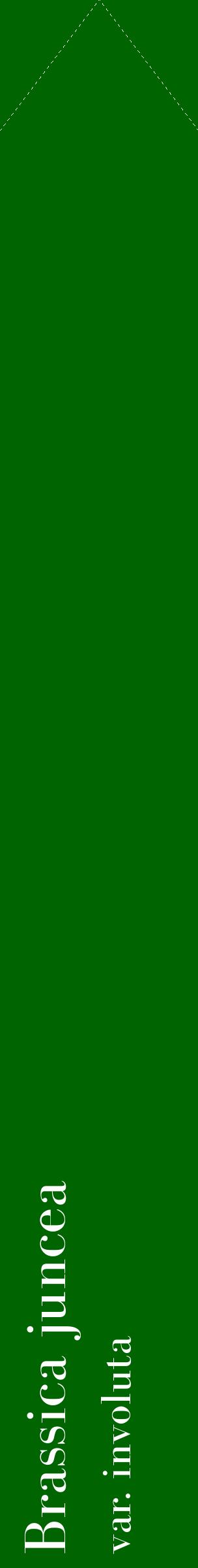 Étiquette de : Brassica juncea var. involuta - format c - style blanche8_simplebod avec comestibilité