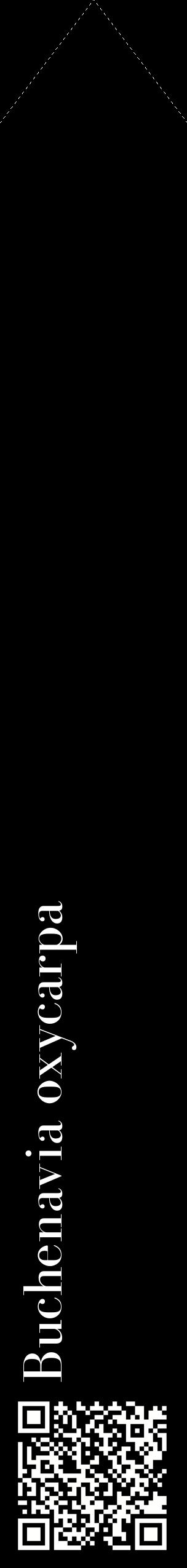 Étiquette de : Buchenavia oxycarpa - format c - style blanche59_simplebod avec qrcode et comestibilité