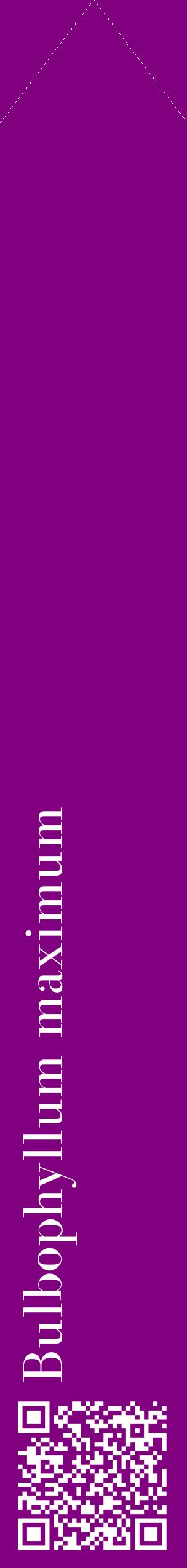 Étiquette de : Bulbophyllum maximum - format c - style blanche46_simplebod avec qrcode et comestibilité