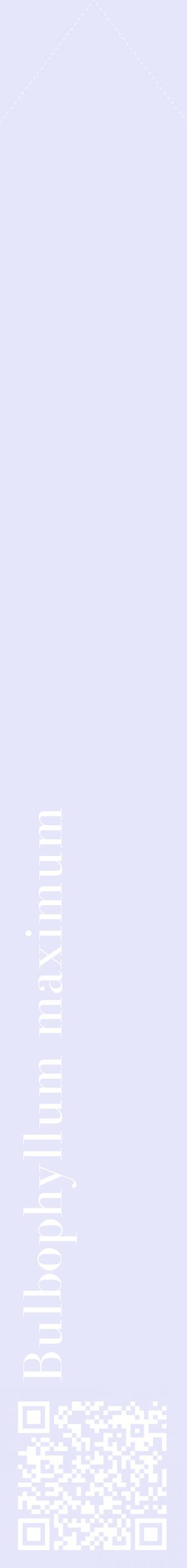 Étiquette de : Bulbophyllum maximum - format c - style blanche55_simplebod avec qrcode et comestibilité