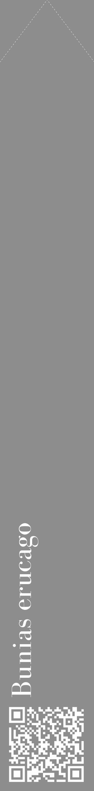 Étiquette de : Bunias erucago - format c - style blanche2_simple_simplebod avec qrcode et comestibilité - position verticale