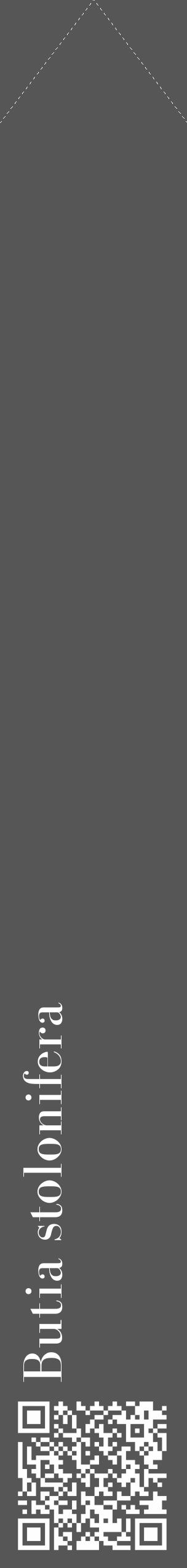 Étiquette de : Butia stolonifera - format c - style blanche45_simple_simplebod avec qrcode et comestibilité - position verticale