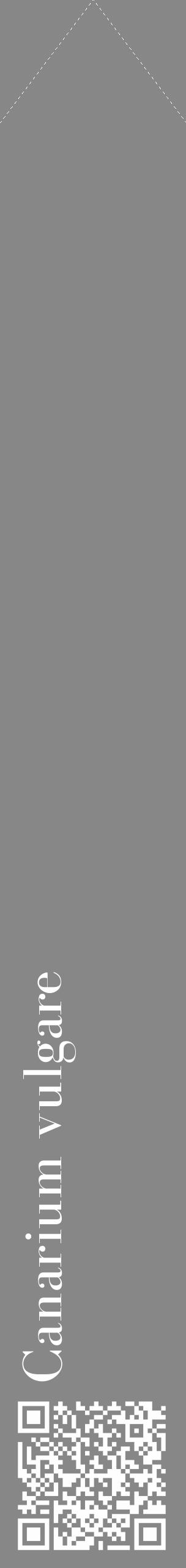 Étiquette de : Canarium vulgare - format c - style blanche12_simple_simplebod avec qrcode et comestibilité - position verticale