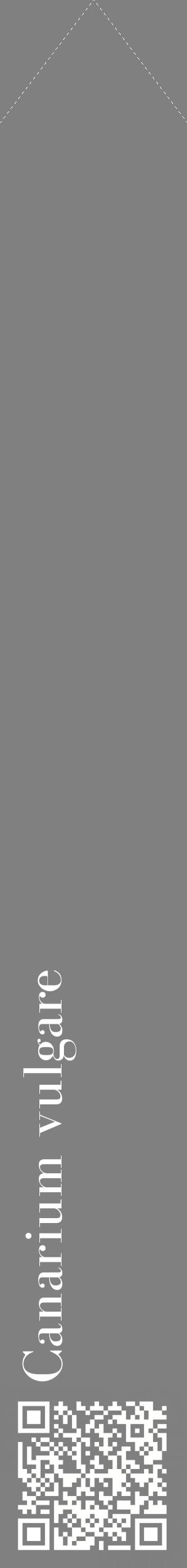 Étiquette de : Canarium vulgare - format c - style blanche57_simplebod avec qrcode et comestibilité