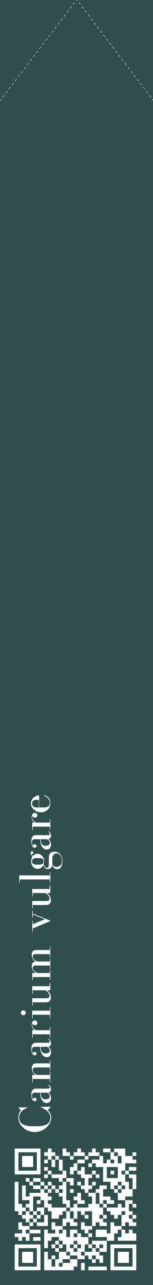Étiquette de : Canarium vulgare - format c - style blanche58_simplebod avec qrcode et comestibilité