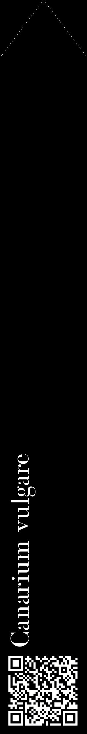Étiquette de : Canarium vulgare - format c - style blanche59_simplebod avec qrcode et comestibilité