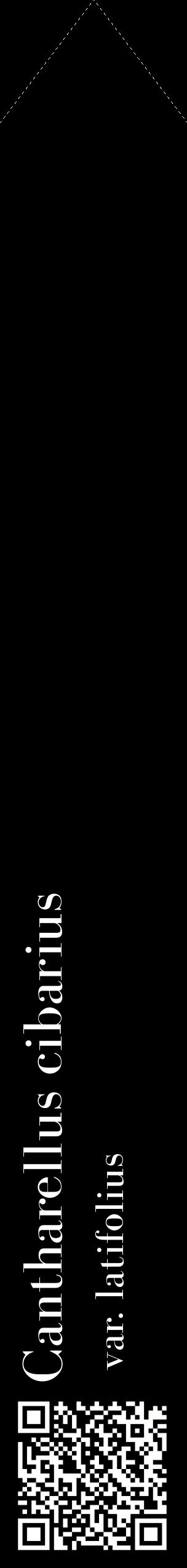 Étiquette de : Cantharellus cibarius var. latifolius - format c - style blanche59_simplebod avec qrcode et comestibilité