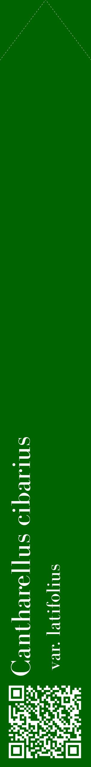 Étiquette de : Cantharellus cibarius var. latifolius - format c - style blanche8_simplebod avec qrcode et comestibilité