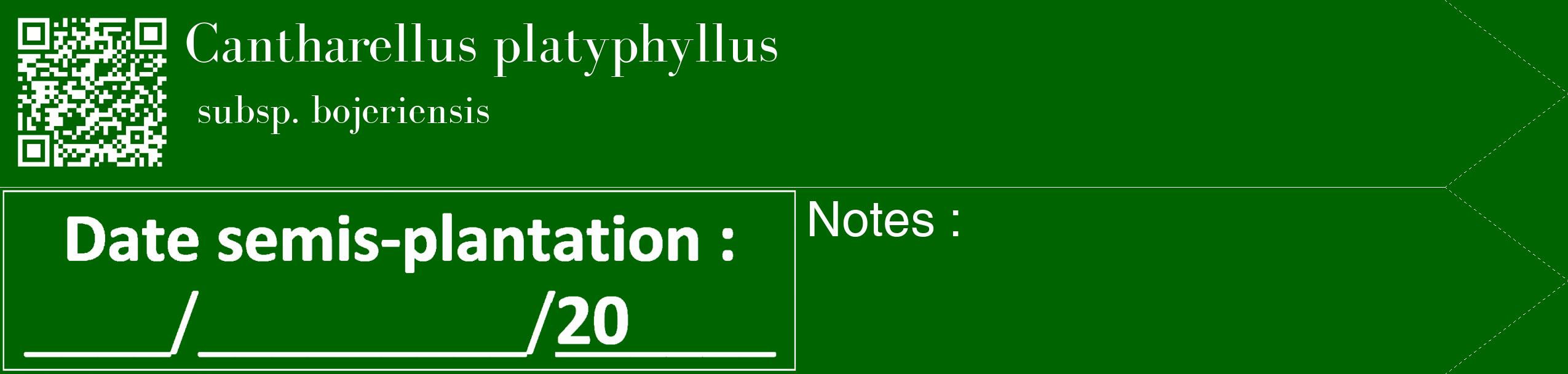 Étiquette de : Cantharellus platyphyllus subsp. bojeriensis - format c - style blanche8_simple_simplebod avec qrcode et comestibilité