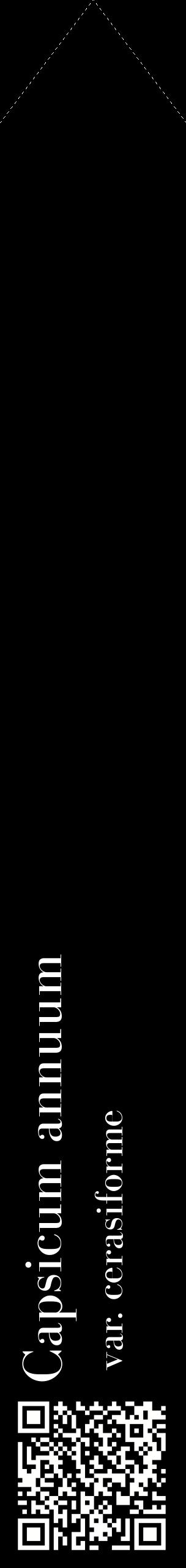 Étiquette de : Capsicum annuum var. cerasiforme - format c - style blanche59_simplebod avec qrcode et comestibilité