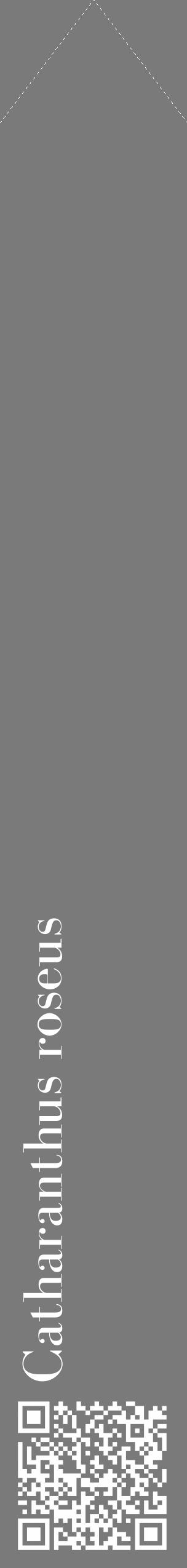 Étiquette de : Catharanthus roseus - format c - style blanche3_simple_simplebod avec qrcode et comestibilité - position verticale