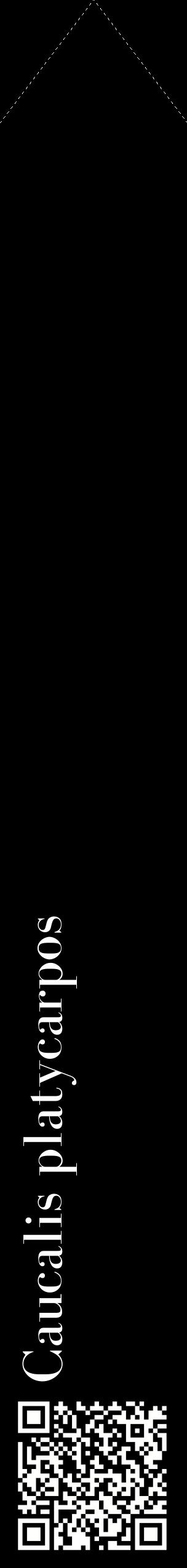 Étiquette de : Caucalis platycarpos - format c - style blanche59_simplebod avec qrcode et comestibilité