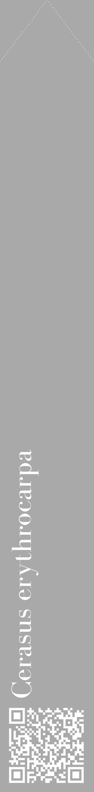 Étiquette de : Cerasus erythrocarpa - format c - style blanche13_simple_simplebod avec qrcode et comestibilité - position verticale