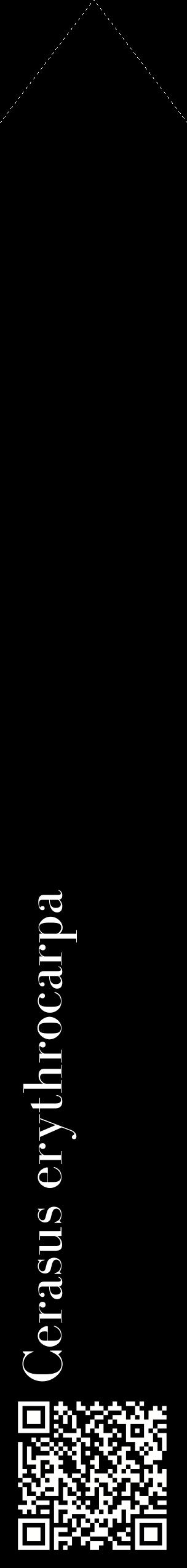 Étiquette de : Cerasus erythrocarpa - format c - style blanche59_simplebod avec qrcode et comestibilité