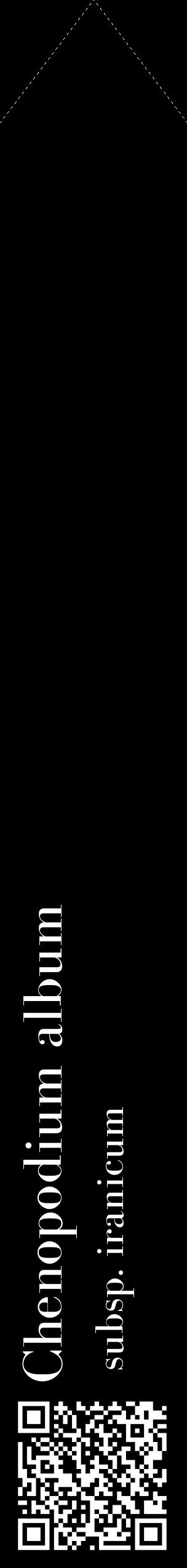 Étiquette de : Chenopodium album subsp. iranicum - format c - style blanche59_simplebod avec qrcode et comestibilité
