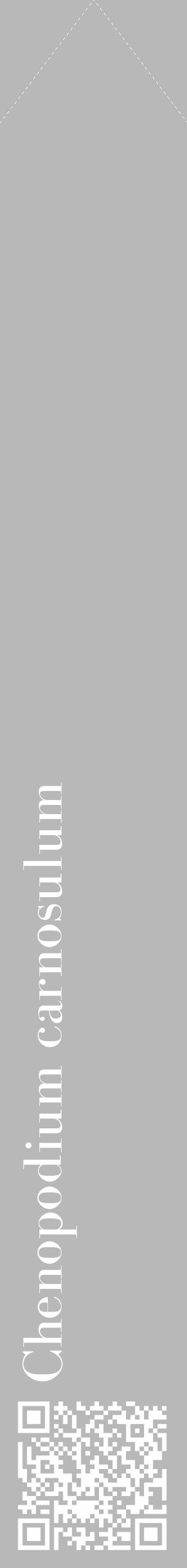 Étiquette de : Chenopodium carnosulum - format c - style blanche39_simple_simplebod avec qrcode et comestibilité - position verticale