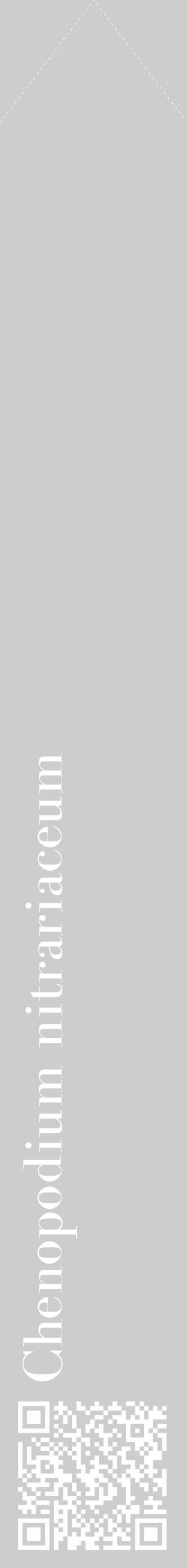 Étiquette de : Chenopodium nitrariaceum - format c - style blanche41_simple_simplebod avec qrcode et comestibilité - position verticale