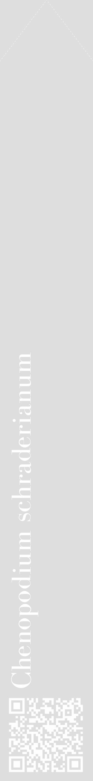 Étiquette de : Chenopodium schraderianum - format c - style blanche20_simple_simplebod avec qrcode et comestibilité - position verticale