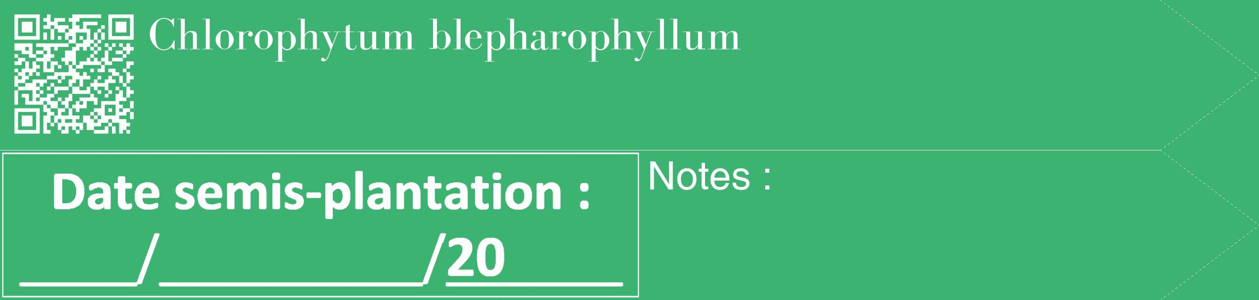 Étiquette de : Chlorophytum blepharophyllum - format c - style blanche12_simple_simplebod avec qrcode et comestibilité