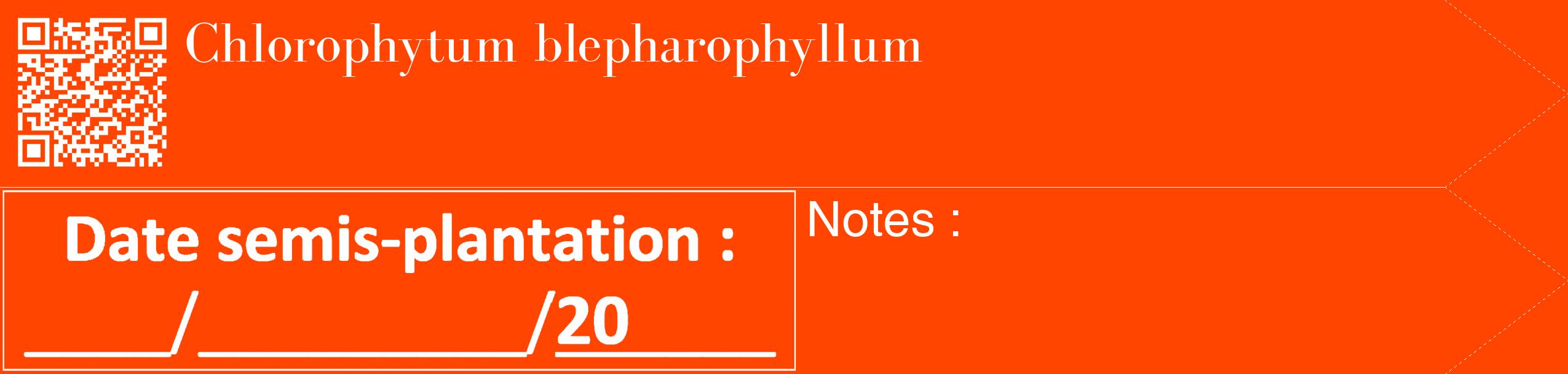 Étiquette de : Chlorophytum blepharophyllum - format c - style blanche26_simple_simplebod avec qrcode et comestibilité