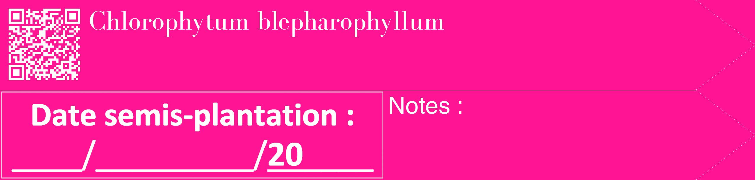 Étiquette de : Chlorophytum blepharophyllum - format c - style blanche43_simple_simplebod avec qrcode et comestibilité