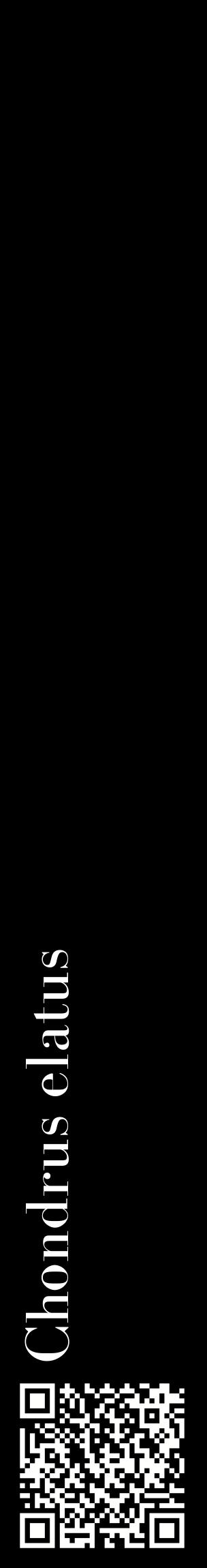 Étiquette de : Chondrus elatus - format c - style blanche59_basiquebod avec qrcode et comestibilité