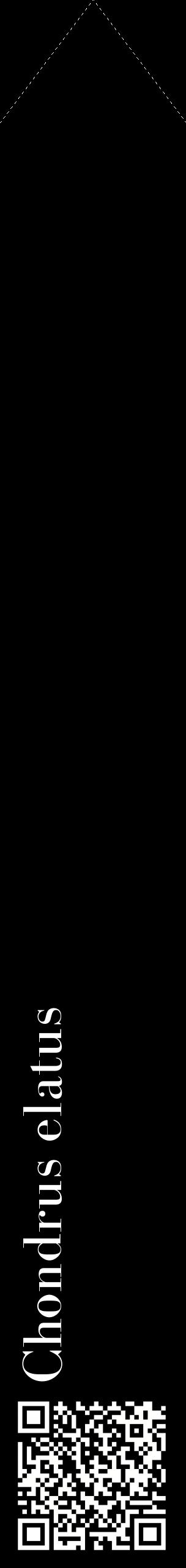 Étiquette de : Chondrus elatus - format c - style blanche59_simplebod avec qrcode et comestibilité