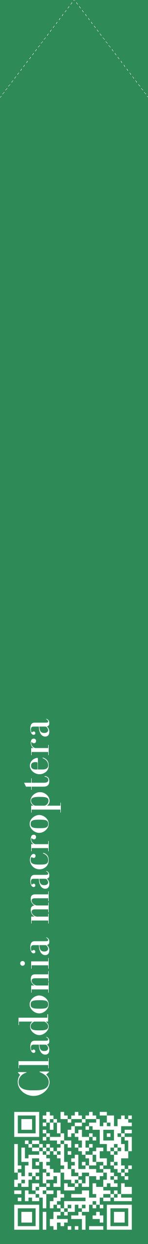 Étiquette de : Cladonia macroptera - format c - style blanche11_simplebod avec qrcode et comestibilité