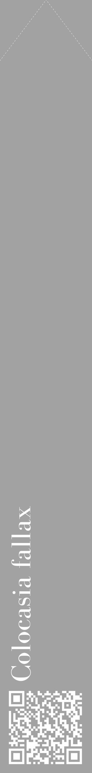 Étiquette de : Colocasia fallax - format c - style blanche38_simple_simplebod avec qrcode et comestibilité - position verticale