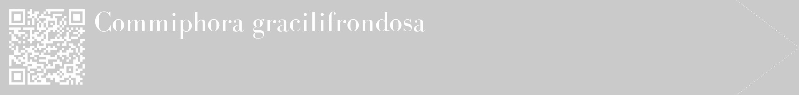 Étiquette de : Commiphora gracilifrondosa - format c - style blanche21_simple_simplebod avec qrcode et comestibilité