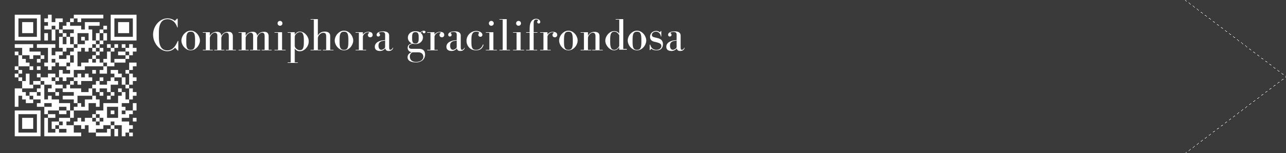 Étiquette de : Commiphora gracilifrondosa - format c - style blanche8_simple_simplebod avec qrcode et comestibilité