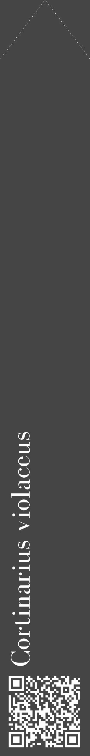 Étiquette de : Cortinarius violaceus - format c - style blanche58_simple_simplebod avec qrcode et comestibilité - position verticale