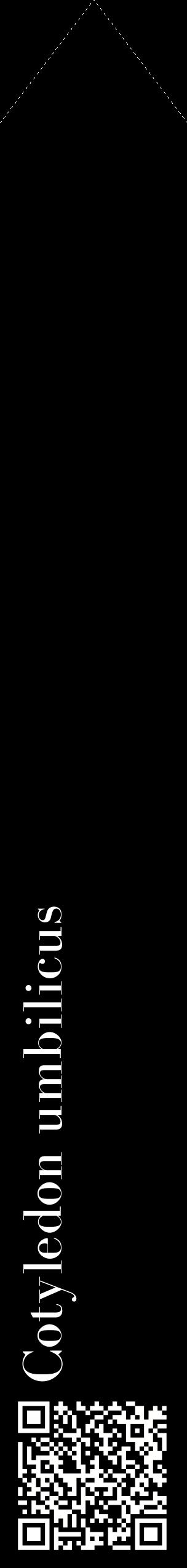 Étiquette de : Cotyledon umbilicus - format c - style blanche59_simplebod avec qrcode et comestibilité