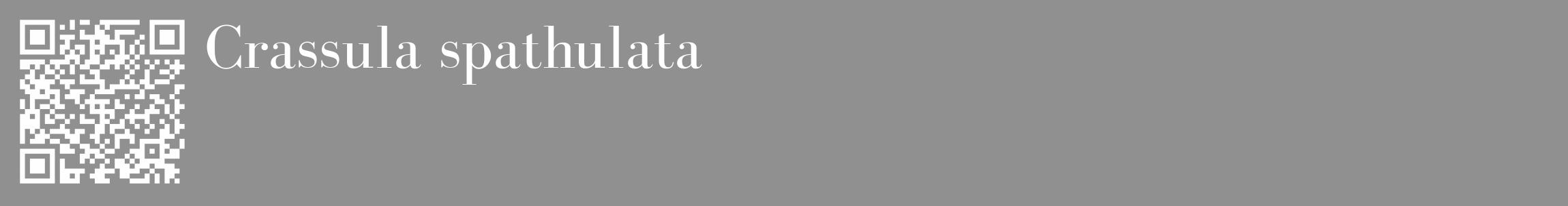 Étiquette de : Crassula spathulata - format c - style blanche4_basique_basiquebod avec qrcode et comestibilité