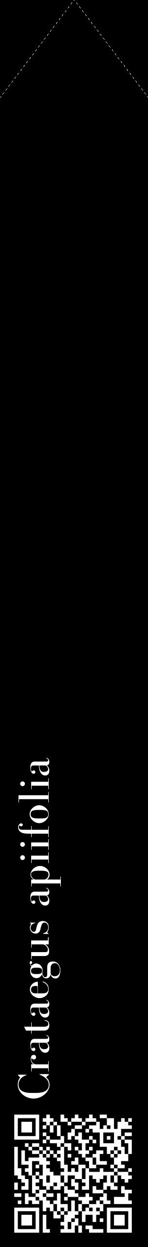 Étiquette de : Crataegus apiifolia - format c - style blanche59_simple_simplebod avec qrcode et comestibilité - position verticale