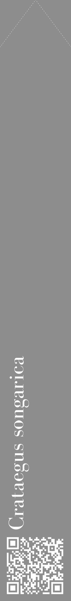 Étiquette de : Crataegus songarica - format c - style blanche2_simple_simplebod avec qrcode et comestibilité - position verticale