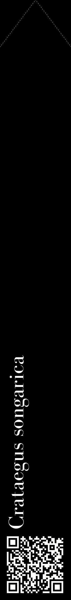 Étiquette de : Crataegus songarica - format c - style blanche59_simplebod avec qrcode et comestibilité