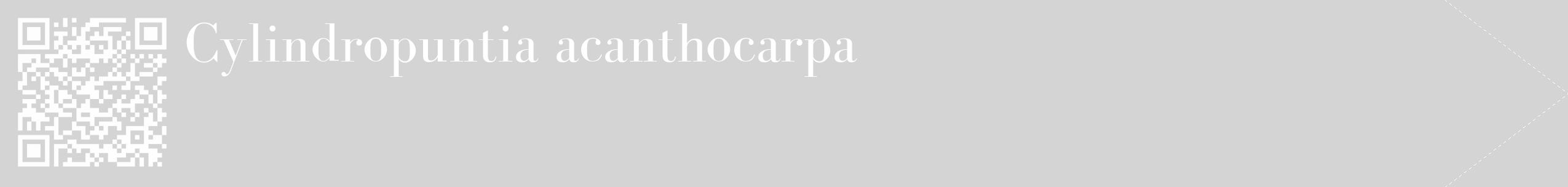 Étiquette de : Cylindropuntia acanthocarpa - format c - style blanche40_simple_simplebod avec qrcode et comestibilité