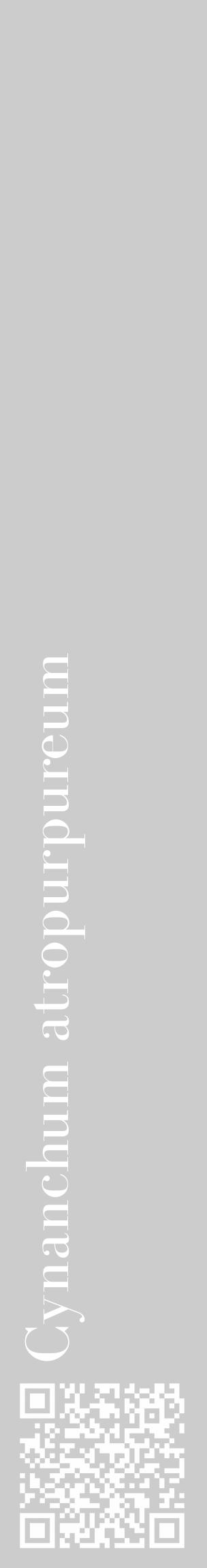 Étiquette de : Cynanchum atropurpureum - format c - style blanche0_basique_basiquebod avec qrcode et comestibilité - position verticale