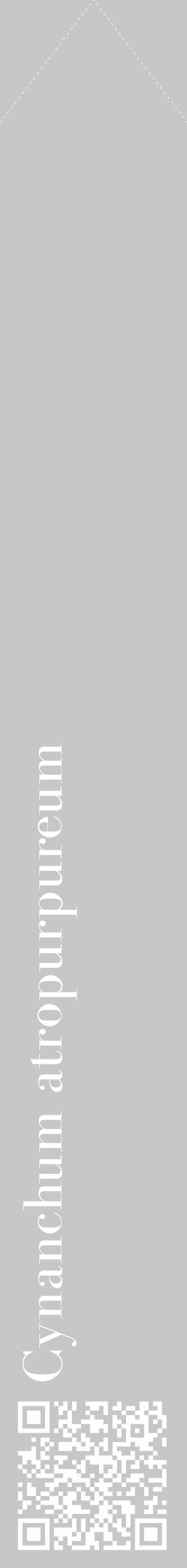 Étiquette de : Cynanchum atropurpureum - format c - style blanche15_simple_simplebod avec qrcode et comestibilité - position verticale