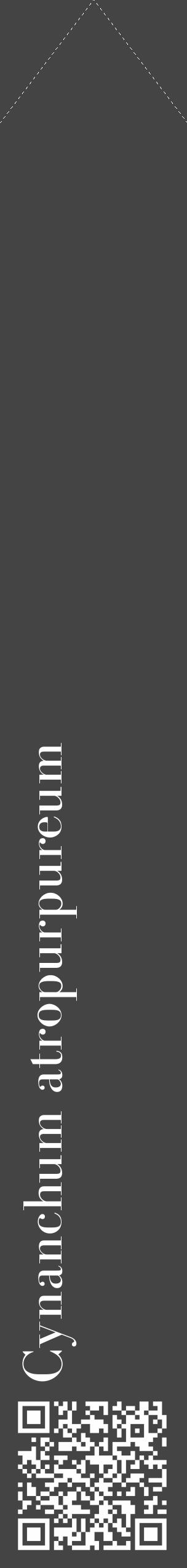 Étiquette de : Cynanchum atropurpureum - format c - style blanche48_simple_simplebod avec qrcode et comestibilité - position verticale