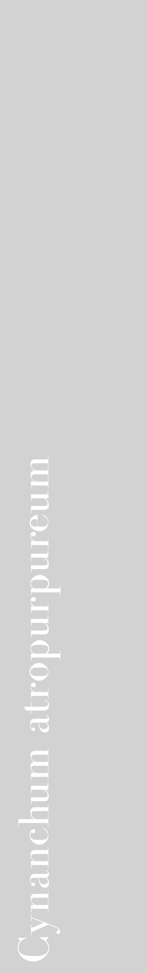 Étiquette de : Cynanchum atropurpureum - format c - style blanche14_basique_basiquebod avec comestibilité - position verticale