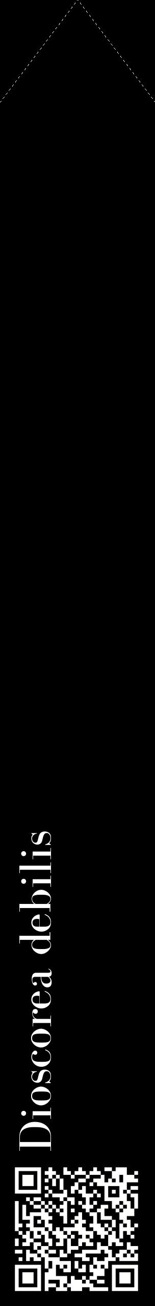 Étiquette de : Dioscorea debilis - format c - style blanche59_simplebod avec qrcode et comestibilité