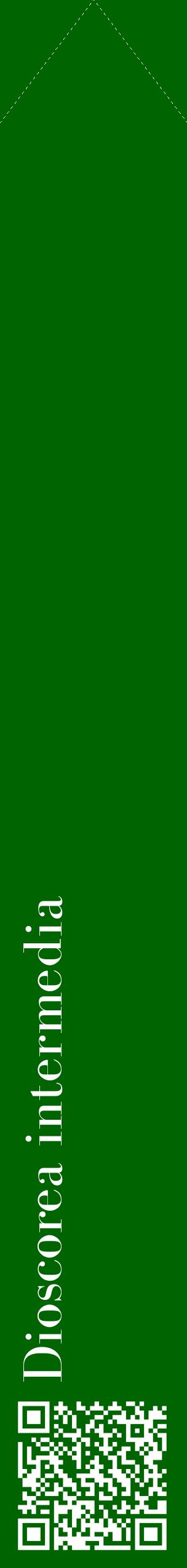 Étiquette de : Dioscorea intermedia - format c - style blanche8_simple_simplebod avec qrcode et comestibilité - position verticale