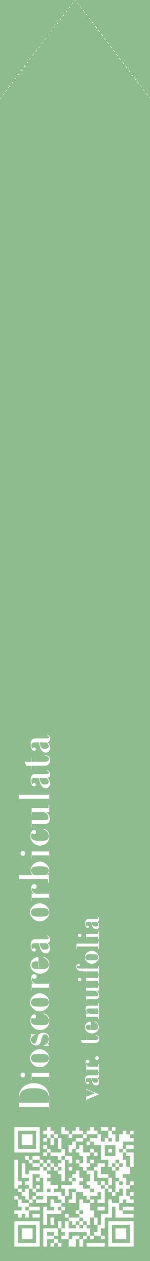 Étiquette de : Dioscorea orbiculata var. tenuifolia - format c - style blanche13_simplebod avec qrcode et comestibilité