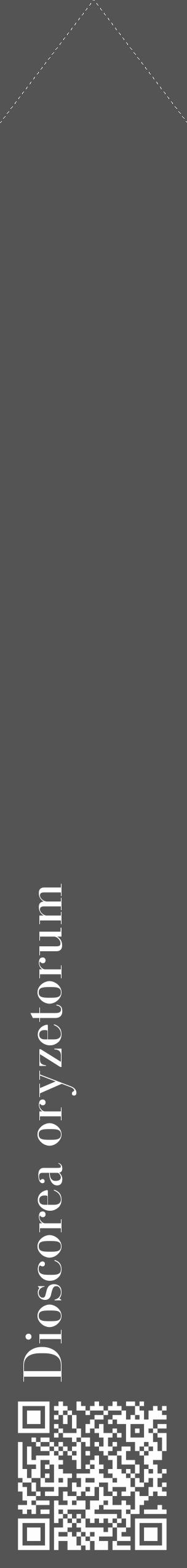 Étiquette de : Dioscorea oryzetorum - format c - style blanche36_simple_simplebod avec qrcode et comestibilité - position verticale