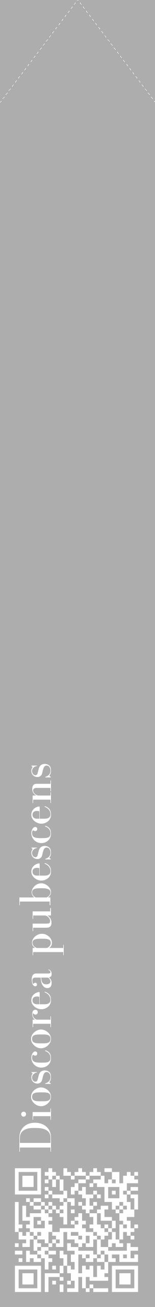 Étiquette de : Dioscorea pubescens - format c - style blanche22_simple_simplebod avec qrcode et comestibilité - position verticale