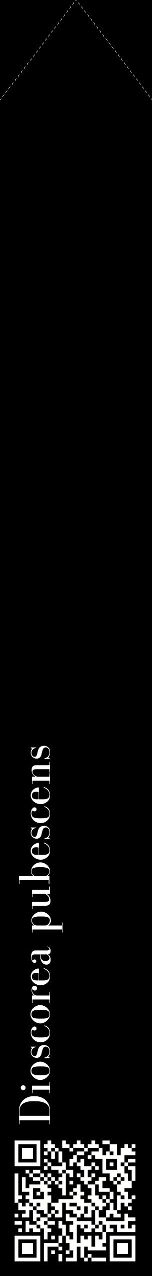 Étiquette de : Dioscorea pubescens - format c - style blanche59_simplebod avec qrcode et comestibilité